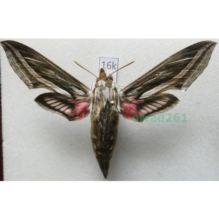 Hippotion celerio (Linnaeus, 1758) Croatia16k